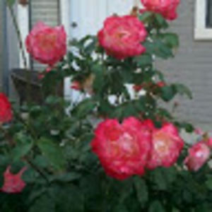 Meet your Posher, Ananya